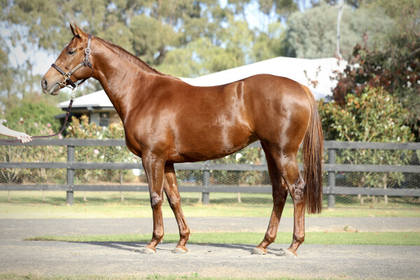 Lot 23: Harry Angel (IRE) / Florabella