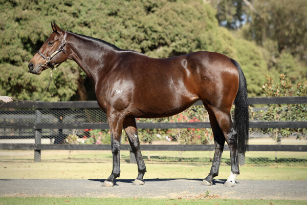Lot 25: Zoustar / Simply the Best (NZ)