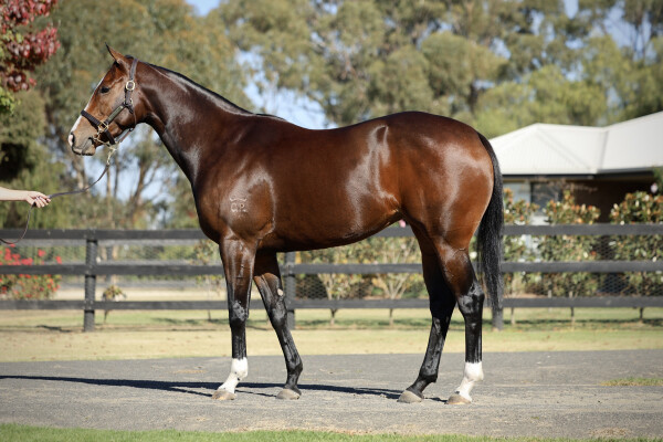 Lot 66: Hellbent / Show Affection