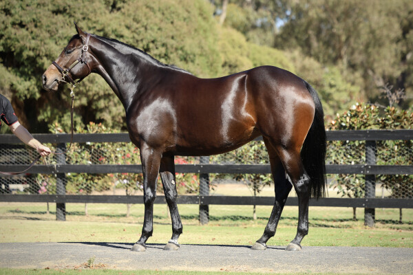 Lot 68: Hellbent / Snow Flight (NZ)