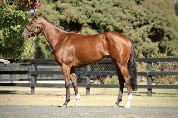 Lot 77: Staphanos (JPN) / Rekindled Outlook