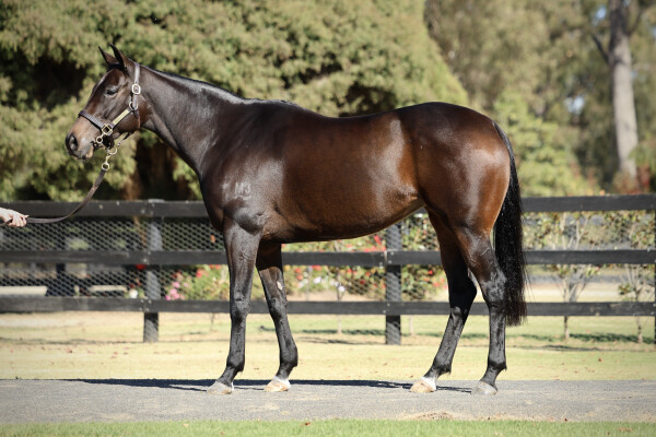 Lot 78: The Autumn Sun / Se Sauver