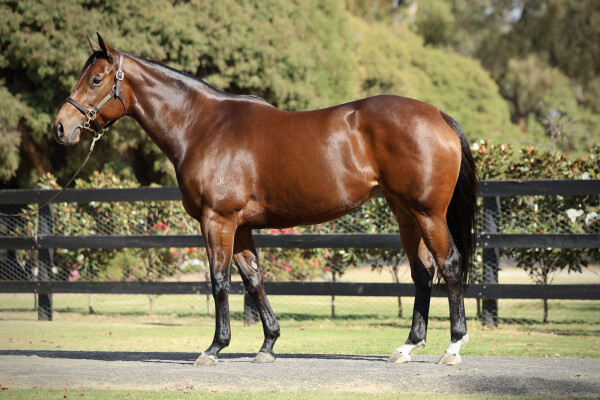 Lot 84: Foxwedge / Demandz (NZ)
