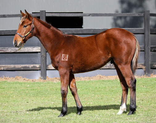 Lot 59: Wild Ruler / Swear by Her