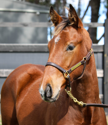 Lot 59: Wild Ruler / Swear by Her