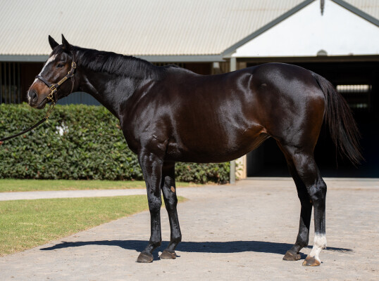 Lot 55: Portal del Alto (ARG) / Ever Linda (ARG)