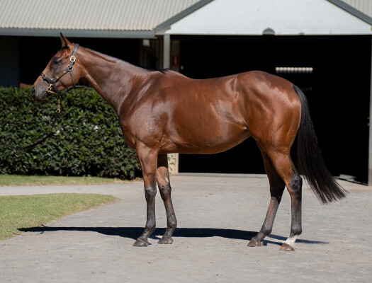 Lot 111: All Too Hard / Meerlust