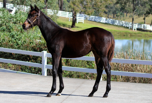 Lot 401: Cosmic Force / Moohariba