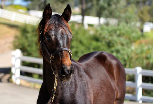 Lot 401: Cosmic Force / Moohariba