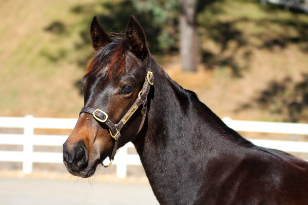 Lot 401: Cosmic Force / Moohariba