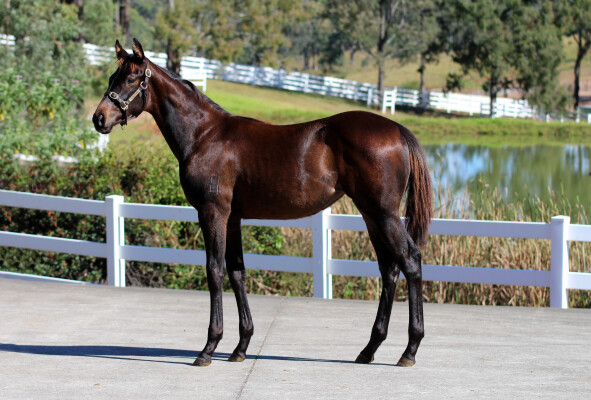 Lot 186: Generation / Bremer Babe (NZ)