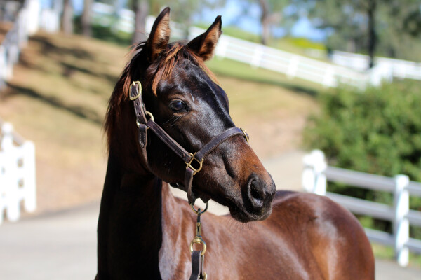 Lot 186: Generation / Bremer Babe (NZ)