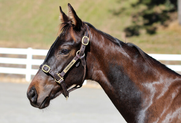 Lot 186: Generation / Bremer Babe (NZ)