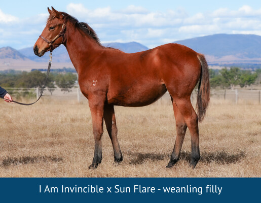 Lot 11: Exceed and Excel / Rose et Or (IRE)