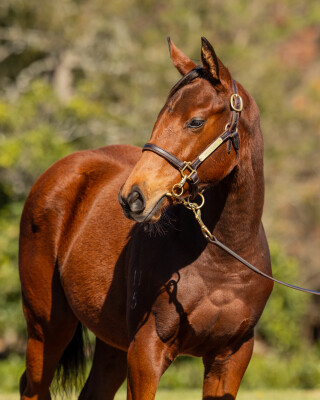 Lot 275: Ozzmosis / Germanotta