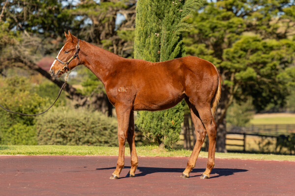 Lot 286: Capitalist / Grasslands