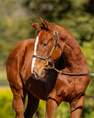 Lot 286: Capitalist / Grasslands