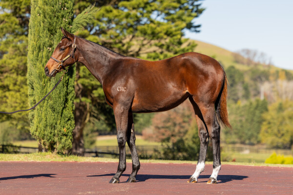 Lot 295: Hellbent / Helix Park