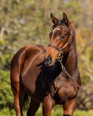 Lot 295: Hellbent / Helix Park