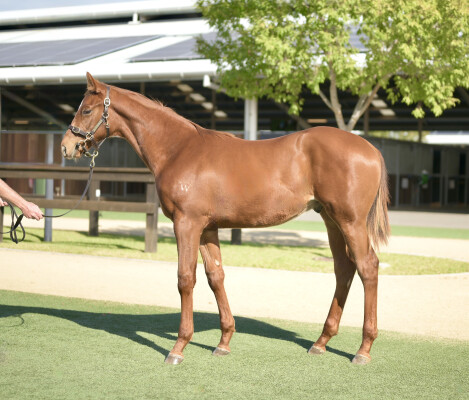 Lot 85: Ole Kirk / Tiara Star