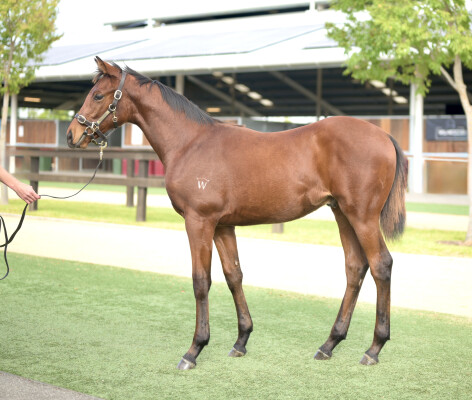 Lot 104: Benbatl (GB) / Vainglorious