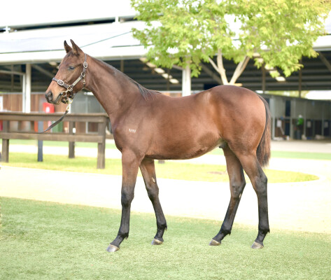 Lot 108: Ozzmosis / Vintage Strike (USA)