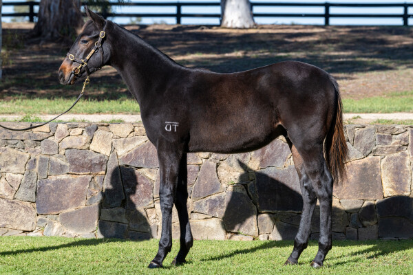 Lot 84: Anamoe / Tiamo Grace