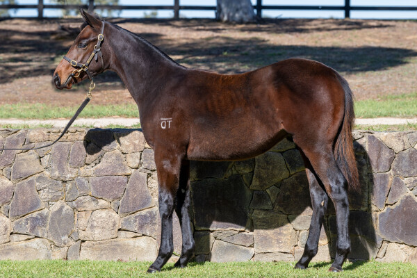 Lot 109: Native Trail (GB) / Violet Finale (NZ)