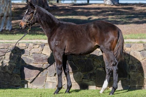 Lot 152: Daumier / Always Chasing