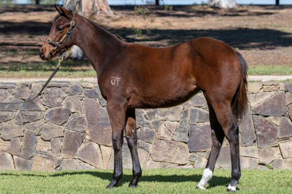 Lot 369: Jacquinot / Lynfield