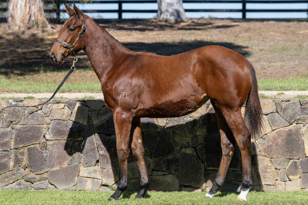 Lot 370: Brutal (NZ) / Madame Cactus (USA)