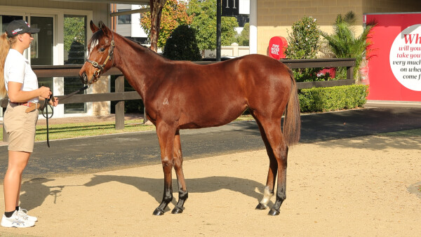 Lot 20: Jacquinot / Show Me Your Love