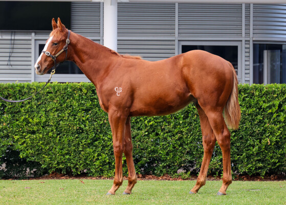Lot 110: Yes Yes Yes / Volga