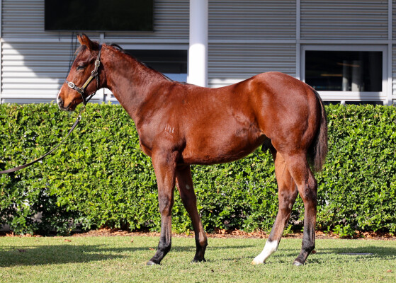 Lot 248: Peltzer / Eventide
