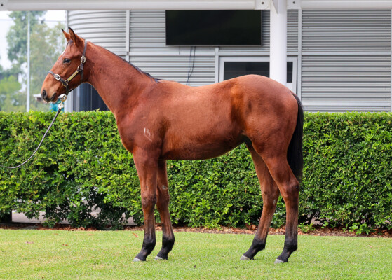 Lot 439: Acrobat / Our Annamaria