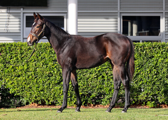 Lot 463: Native Trail (GB) / Princess Raffles
