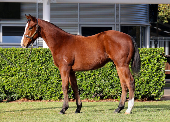 Lot 477: King's Legacy / Queen of Nations