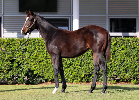 Lot 492: Russian Revolution / Roeinda