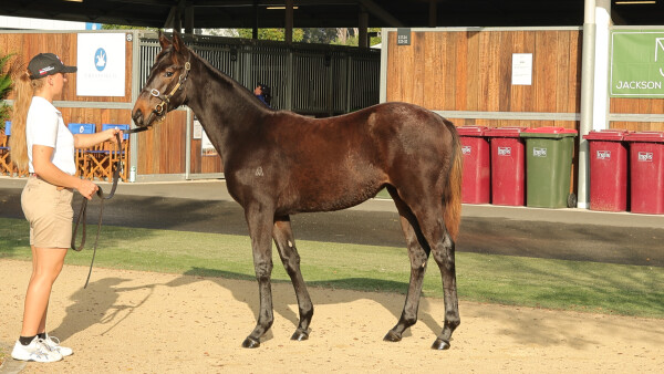 Lot 429: All Too Hard / Oakfield Tepee