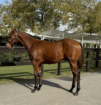 Lot 335: Artorius / Kryal