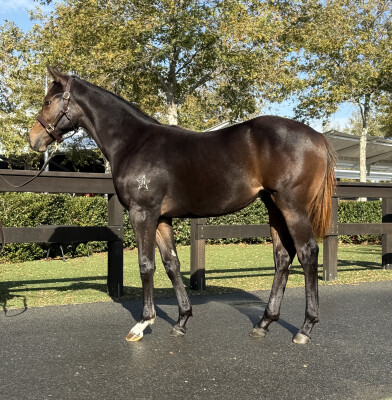 Lot 324: St Mark's Basilica (FR) / Jorrun