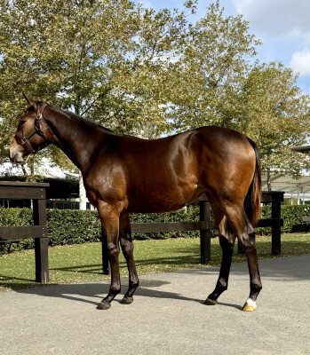 Lot 425: Artorius / Northern Lights