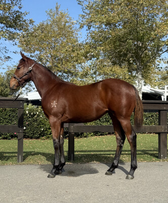 Lot 458: King's Legacy / Pollywagon