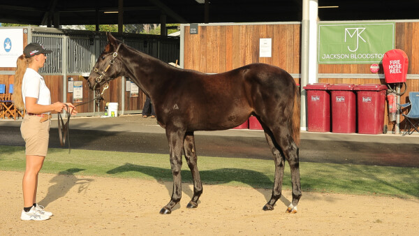 Lot 387: All Too Hard / Miss Magda