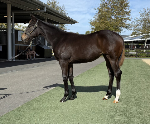 Lot 244: Don Corleone / Epsilon