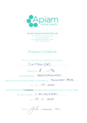 Pregnancy Certificate for Lot 11