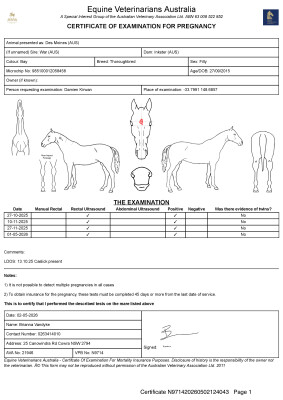 Pregnancy Certificate for Lot 51
