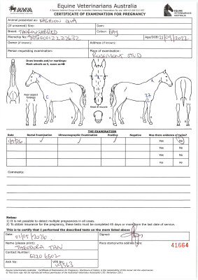 Pregnancy Certificate for Lot 57