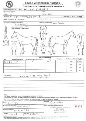 Pregnancy Certificate for Lot 68