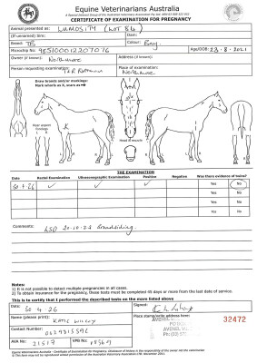 Pregnancy Certificate for Lot 84
